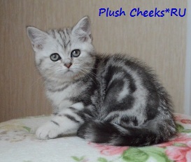 Британская кошка черный мрамор на серебре с зелеными глазами из питомника Plush Cheeks*RU