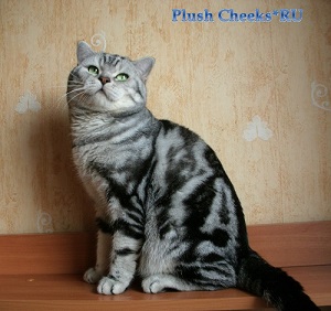 Gelenvangen's Benjamin британский кот черный мраморный на серебре с зелеными глазами из питомника Plush Cheeks*RU