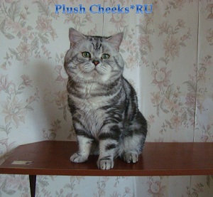 Британский кот серебристый мраморный с зелеными глазами из питомника Plush Cheeks*RU