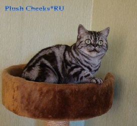 Британский кошка серебристый мраморный с зелеными глазами из питомника Plush Cheeks*RU