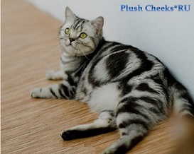 Британская кошка черный мраморный на серебре с зелеными глазами из питомника Plush Cheeks*RU