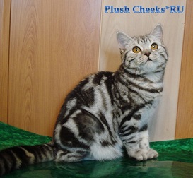 Британская кошка черный мрамор на серебре из питомника Plush Cheeks*RU