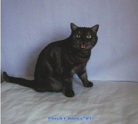 Британская кошка черный мраморный дым с зелеными глазами из питомника Plush Cheeks*RU