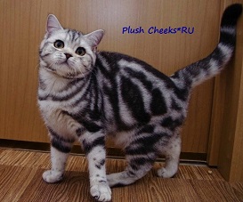 Британская кошка черный мраморный на серебре с зелеными глазами из питомника Plush Cheeks*RU