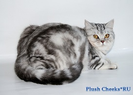 Британская кошка окраса серебристый мраморный с зелеными глазами из питомника Plush Cheeks*RU