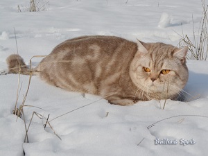 Британский кот лиловый серебристый мраморный из питомника Plush Cheeks*RU
