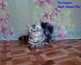 Британская кошка окраса серебристый мраморный с зелеными глазами из питомника Plush Cheeks*RU