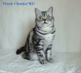 Британская кошка черный мрамор на серебре с зелеными глазами из питомника Плюш Чикс Plush Cheeks*RU