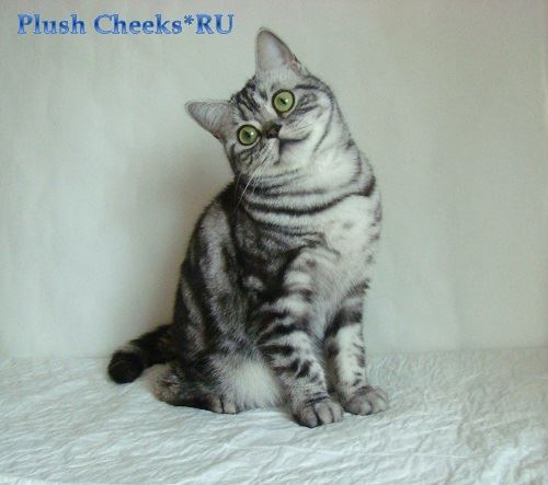 Британская кошка черный мрамор на серебре ns 22 64 с зелеными глазами из питомника Плюш Чикс Plush Cheeks*RU
