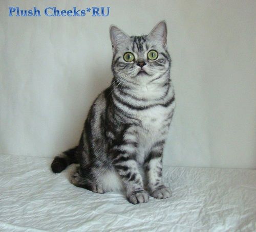 Британская кошка черный мрамор на серебре ns 22 64 с зелеными глазами из питомника Плюш Чикс Plush Cheeks*RU