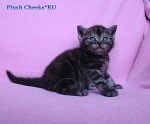 Британский кот черный дым с зелеными глазами из питомника Plush Cheeks*RU