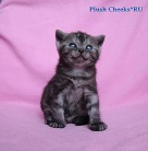 Британская кошка черный дым с зелеными глазами из питомника Plush Cheeks*RU