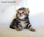 Британский кот черный мрамор из питомника Plush Cheeks*RU