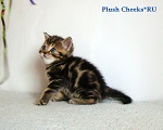 Британский кот черный мрамор из питомника Plush Cheeks*RU