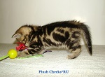 Британский котенок черный мрамор из питомника Plush Cheeks*RU