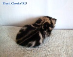 Британская кошка черный мрамор из питомника Plush Cheeks*RU