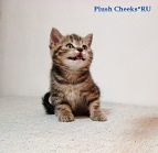 Британская кошка черный мрамор из питомника Plush Cheeks*RU