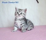 Британская кошка черный серебристый пятнистый из питомника Plush Cheeks*RU