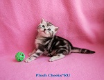 Британский котенок черный мрамор на серебре с зелеными глазами из питомника Plush Cheeks*RU