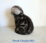 Британский кот черный мрамор на серебре с зелеными глазами из питомника Plush Cheeks*RU