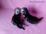 Британские котята черный мрамор на серебре из питомника Plush Cheeks*RU