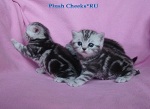 Британские котята черный мрамор на серебре из питомника Plush Cheeks*RU