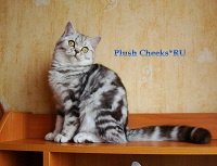 Британский котенок шоколадный мраморный на серебре из питомника Plush Cheeks*RU