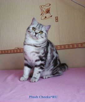 Британская кошка черный мрамор на серебре из питомника Плюш Чикс Plush Cheeks*RU