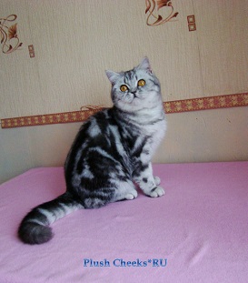 Британская кошка черный мрамор на серебре из питомника Плюш Чикс Plush Cheeks*RU
