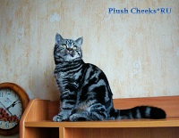 Британский котенок черный мраморный с зелеными глазами из питомника Plush Cheeks*RU