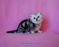 Британский котенок черный мраморный из питомника Plush Cheeks*RU