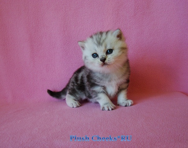 Quentin Plush Cheeks*RU Британский котенок черный мрамор на серебре из питомника Plush Cheeks*RU