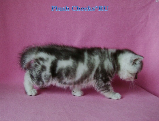 Quentin Plush Cheeks*RU Британский котенок черный мрамор на серебре из питомника Plush Cheeks*RU