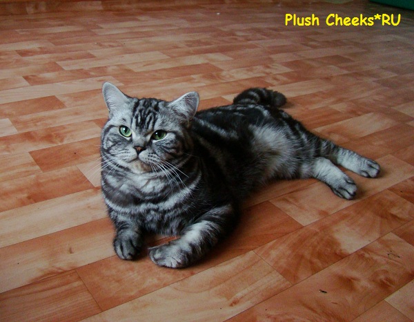 Really Sweet Boy Plush Cheeks*RU Британский котенок черный мрамор на серебре из питомника Plush Cheeks*RU