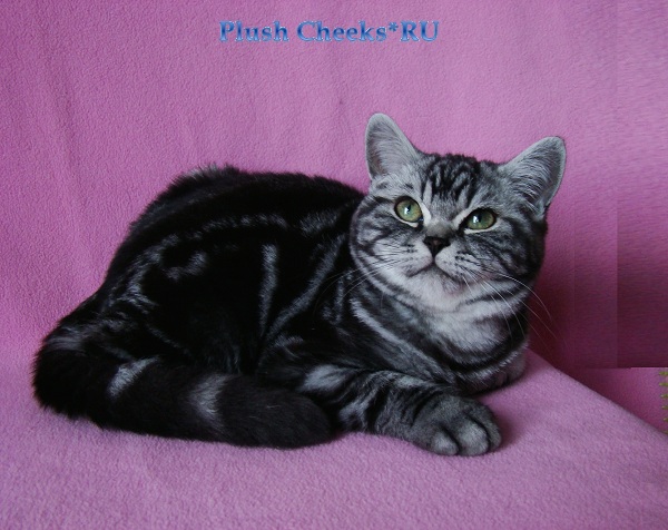 Британский котенок черный мрамор на серебре из питомника Plush Cheeks*RU Really Sweet Boy Plush Cheeks*RU