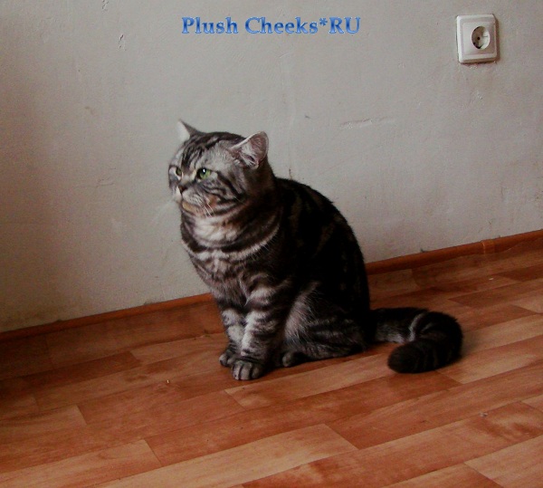 Really Sweet Boy Plush Cheeks*RU Британский котенок черный мрамор на серебре из питомника Plush Cheeks*RU