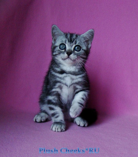 Британский котенок черный мрамор на серебре из питомника Plush Cheeks*RU