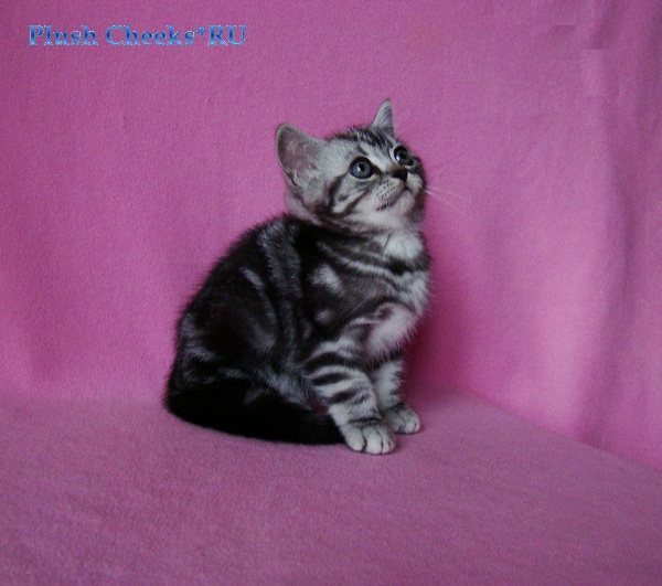 Британский котенок черный мрамор на серебре из питомника Plush Cheeks*RU