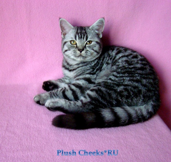 Sterling Boy Plush Cheeks*RU Британский котенок черный серебристый пятнистый продажа из питомника Plush Cheeks*RU
