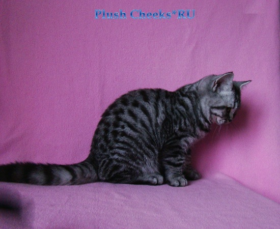 Sterling Boy Plush Cheeks*RU Британский котенок вискас продажа из питомника Plush Cheeks*RU