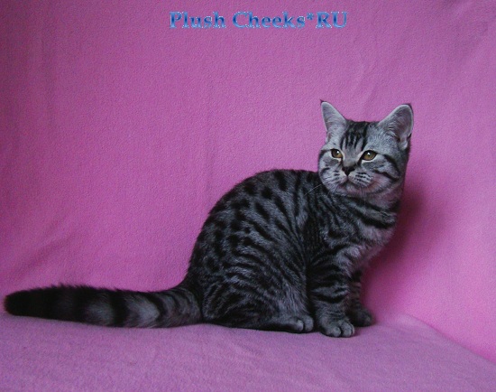 Sterling Boy Plush Cheeks*RU Британский котенок вискас купить из питомника Plush Cheeks*RU