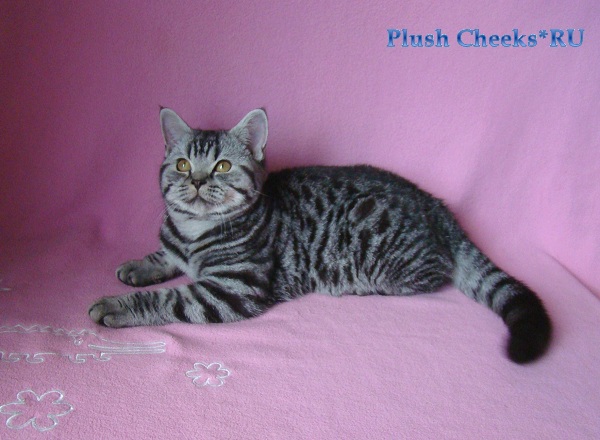 Sterling Boy Plush Cheeks*RU Британский котенок черное пятно на серебре продажа из питомника Plush Cheeks*RU