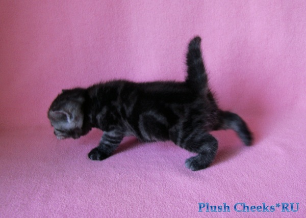 Британский котенок черный дым из питомника Plush Cheeks*RU
