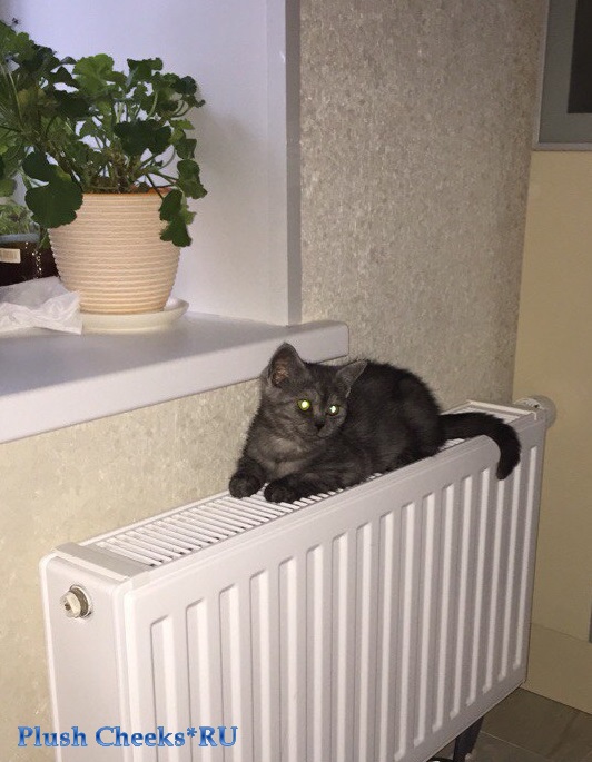 Британский котенок черный дым из питомника Plush Cheeks*RU