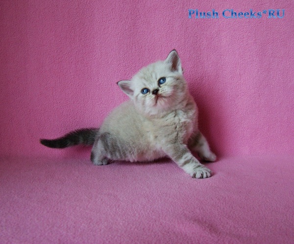 Британский котенок линкс пойнт с голубыми глазами из питомника Plush Cheeks*RU