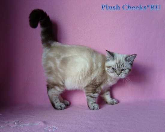 Британский котенок линкс пойнт с голубыми глазами из питомника Plush Cheeks*RU