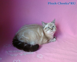 Serena Plush Cheeks*RU Британская кошка черное пятно на серебре из питомника Plush Cheeks*RU