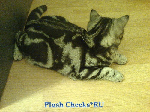 Trinity Plush Cheeks*RU Британский котенок черный мрамор на серебре из питомника Plush Cheeks*RU