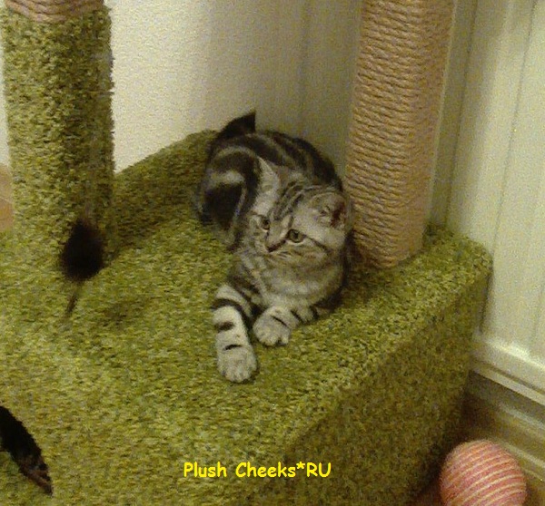 Trinity Plush Cheeks*RU Британский котенок черный мрамор на серебре из питомника Plush Cheeks*RU