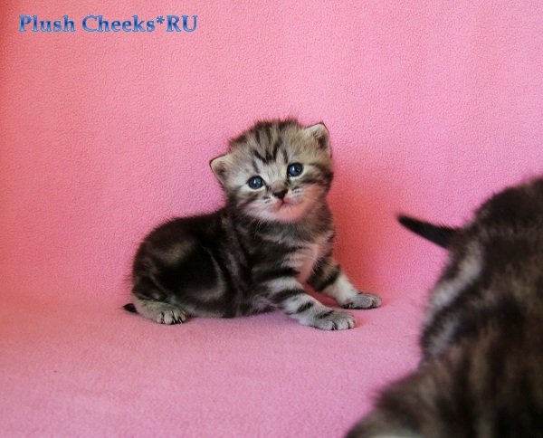 Tamilia Plush Cheeks*RU Британский котенок черный мрамор на серебре из питомника Plush Cheeks*RU